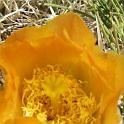 Flor de Cactus